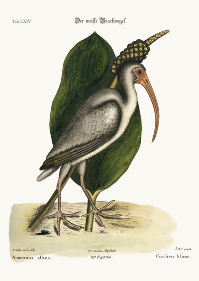 The White Curlew by Mark Catesby